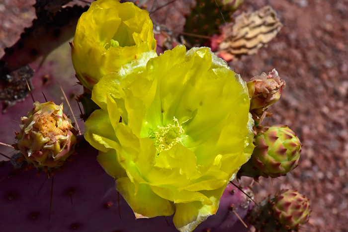 Santa Rita Pricklypear has large showy yellow flowers that bloom from April to June in the southwestern United States. Opuntia santa-rita